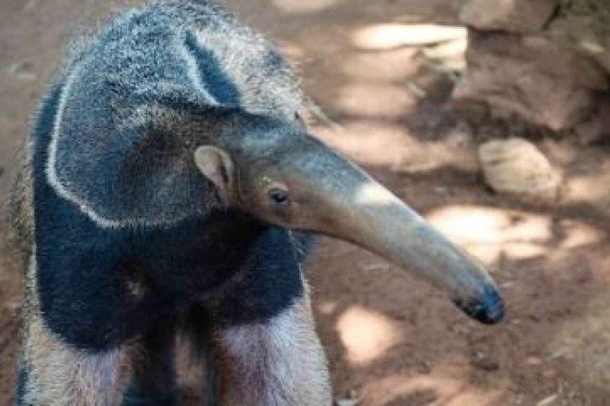 Três meses depois do início da fisioterapia, Queijinho foi transferido para um recinto de terra -  (crédito: Divulgação/Zoológico de Brasília)