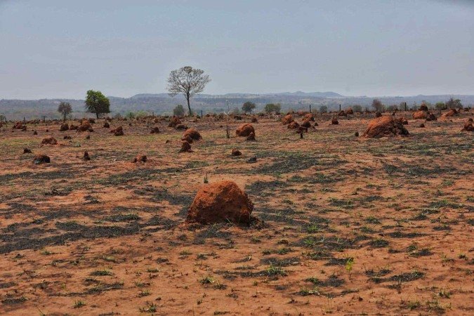  Materia sobre pesquisa do cerrado brasileiro