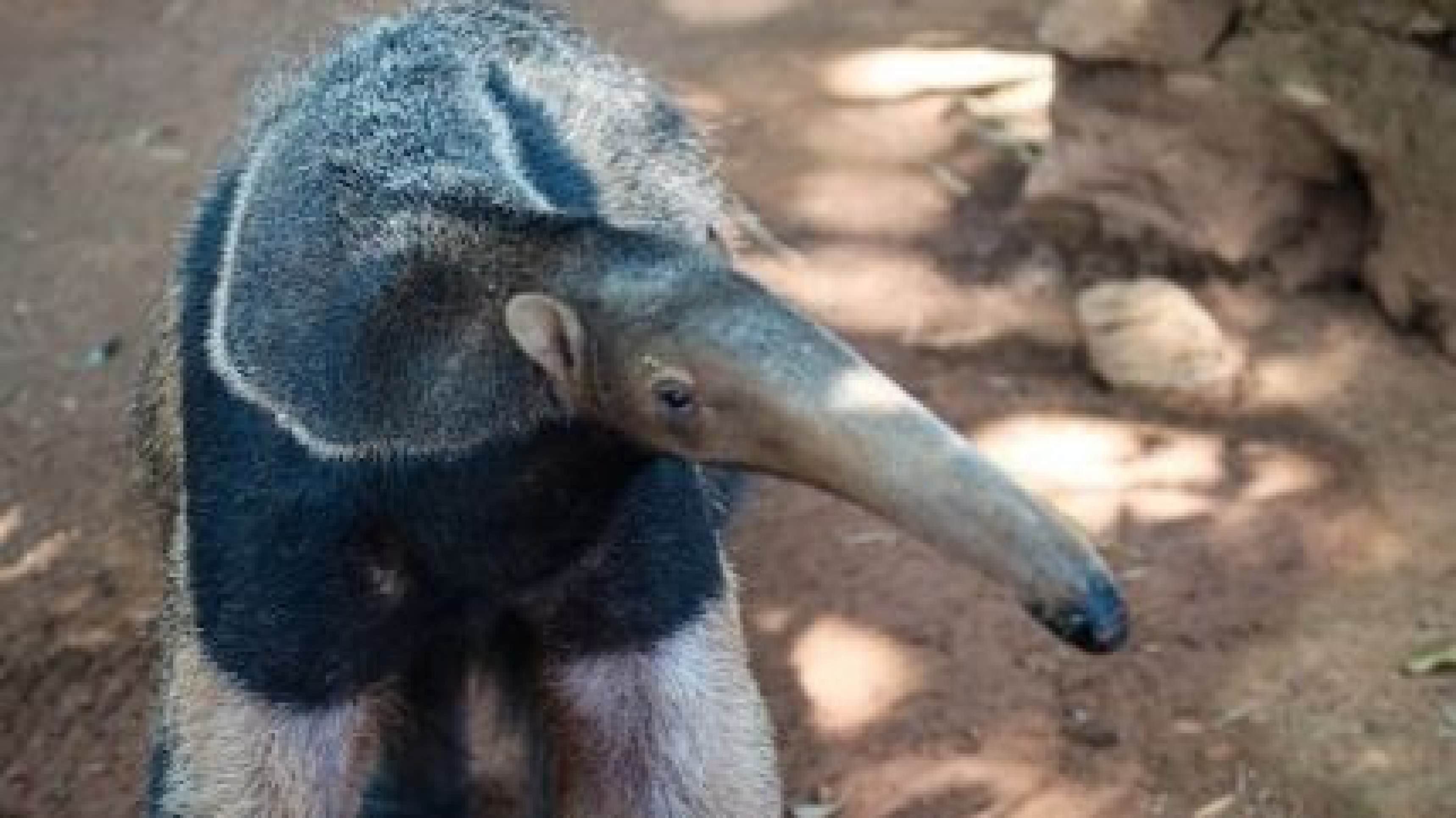 Tamanduá-bandeira encontrado em Unaí se recupera no Zoológico de Brasília