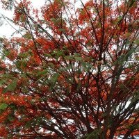  O florescer de um flamboyant no Sudoeste: espécie pode ter até 12 metros     -  (crédito:  Bruna Gaston CB/DA Press)