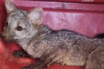 Animal silvestre é resgatado pelo corpo de bombeiros - (crédito: Divulgação: CBMDF) Animal silvestre é resgatado pelo corpo de bombeiros - (crédito: Divulgação: CBMDF)