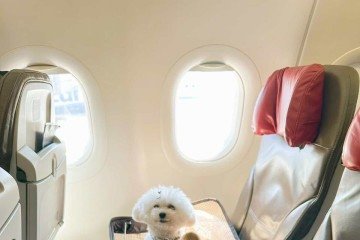 Luna e Ariel se adaptaram bem ao voo após os cuidados pré-viagem