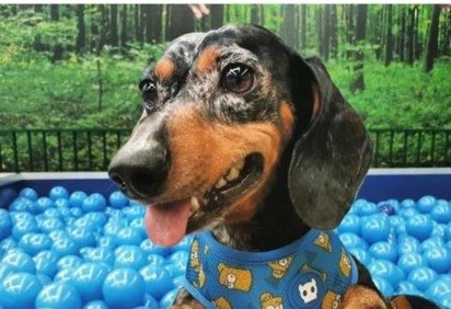 Cientistas compararam genomas obtidos de 216 esqueletos de canídeos, dos quais pelo menos 181 tinham origem em sítios pré neolíticos na Europa -  (crédito: Arquivo pessoal ) -Cientistas compararam genomas obtidos de 216 esqueletos de canídeos, dos quais pelo menos 181 tinham origem em sítios pré neolíticos na Europa -  (crédito: Arquivo pessoal )