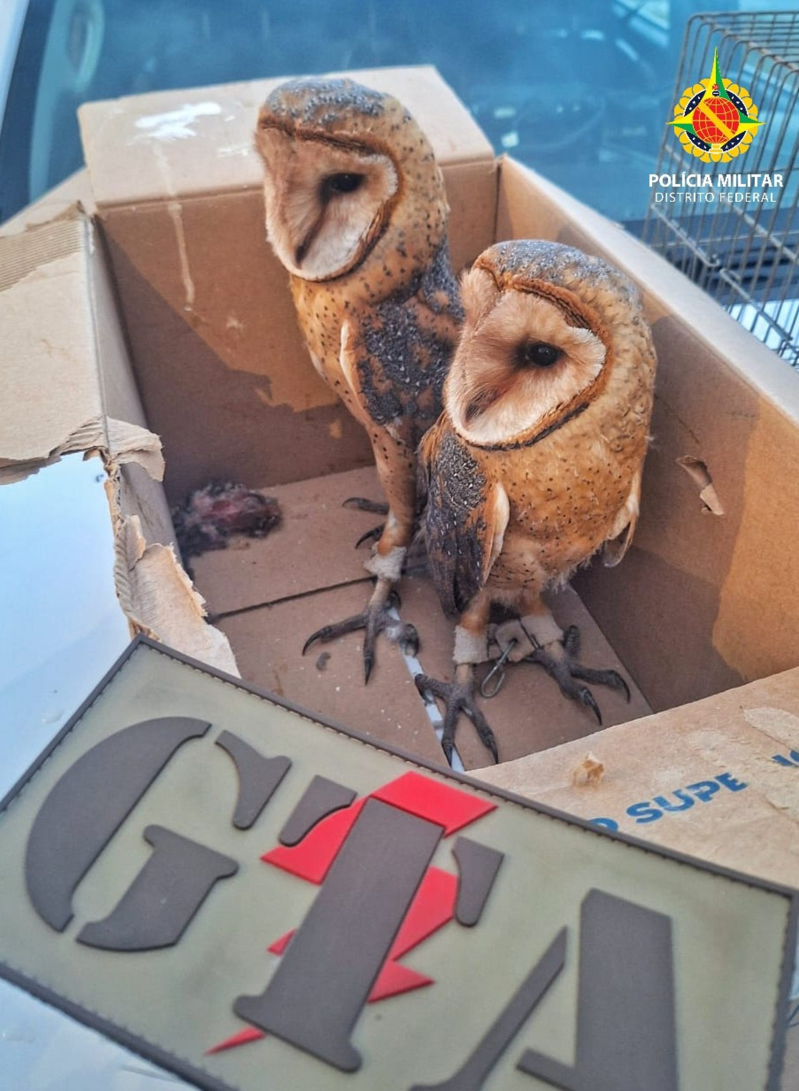 Homem é flagrado vendendo aves