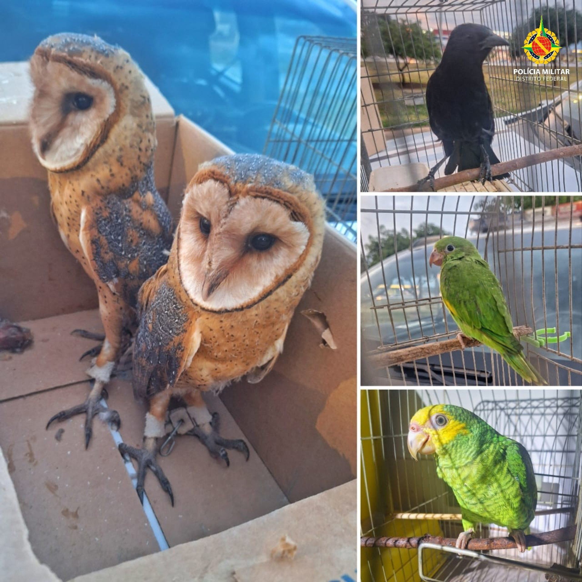  Homem é flagrado vendendo aves