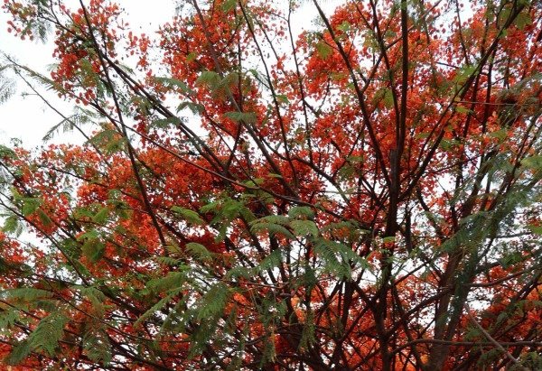 Bruna Gaston CB/DA Press