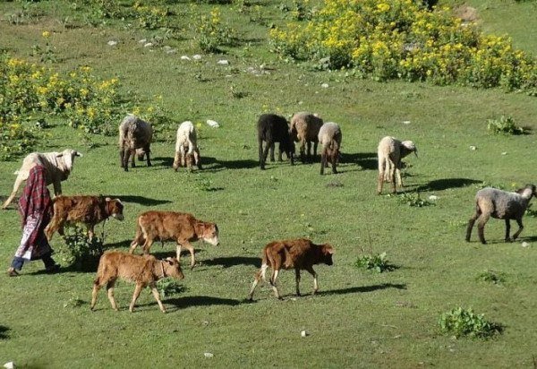 Wikimedia Commons/Nisar Akaash Torwali