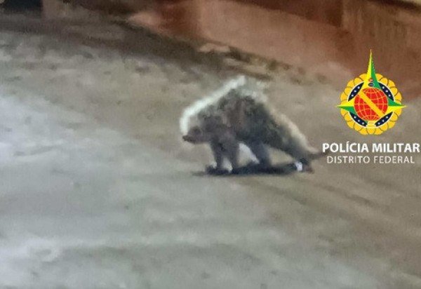 PMDF/DivulgaÃ§Ã£o