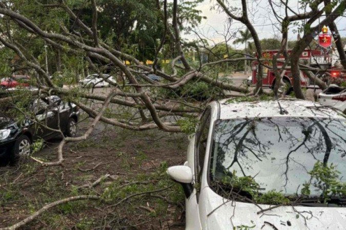 Árvore cai em estacionamento e danifica quatro carros na Asa Norte - (crédito: CBMDF) Árvore cai em estacionamento e danifica quatro carros na Asa Norte - (crédito: CBMDF)