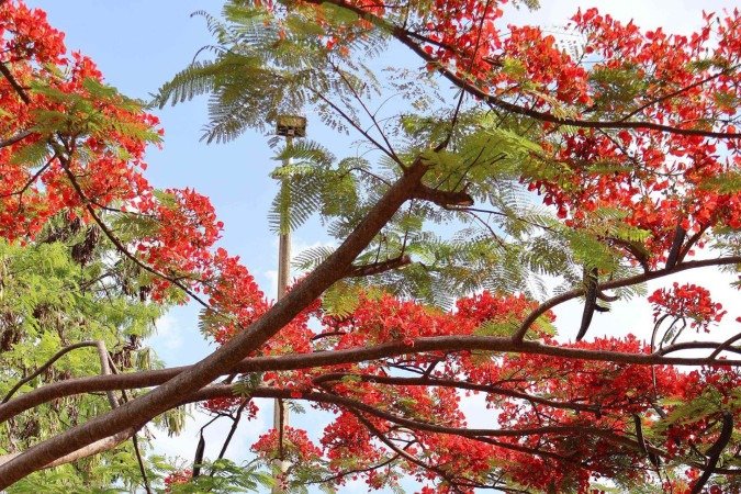  Moradora do Noroeste, Andressa Montenegro relata o apego à árvore    