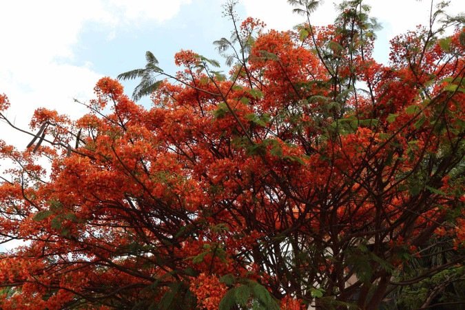  15/10/2025 Bruna Gaston CB/DA Press. Florecer dos flamboyants no Sudoeste
      
