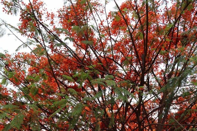  O florescer de um flamboyant no Sudoeste: espécie pode ter até 12 metros     -  (crédito:  Bruna Gaston CB/DA Press)