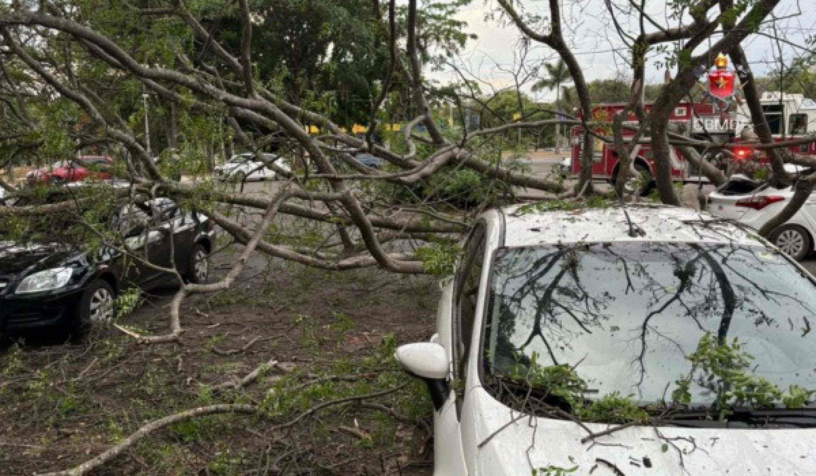 Árvore cai sobre carro -  (crédito: CBMDF)