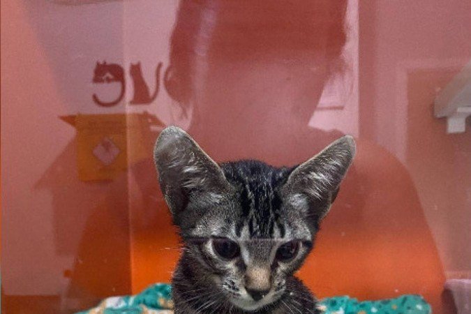 Um único gato foi resgatado vivo da casa do psicólogo -  (crédito: Divulgação/DRCA)