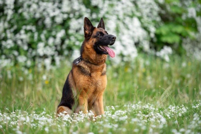 A Alemanha é berço de raças de cachorro populares em todo o mundo (Imagem: Mariya Kuzema | Shutterstock) -  (crédito: EdiCase)