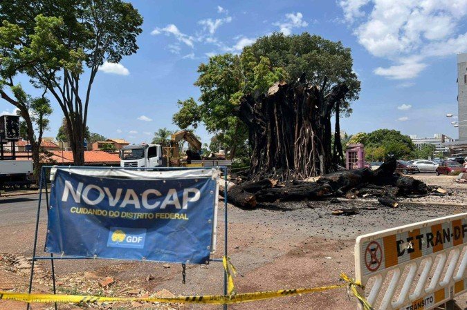 Novacap retira gameleira incendiada na SQN 704/705 - (crédito: Walkyria Lagaci/CB.Press) Novacap retira gameleira incendiada na SQN 704/705 - (crédito: Walkyria Lagaci/CB.Press)