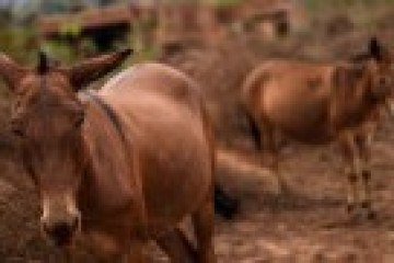 O Frinordeste, em Amargosa (BA), é o frigorífico que mais abate jumentos no país  -  (crédito: Felix Lima/BBC)