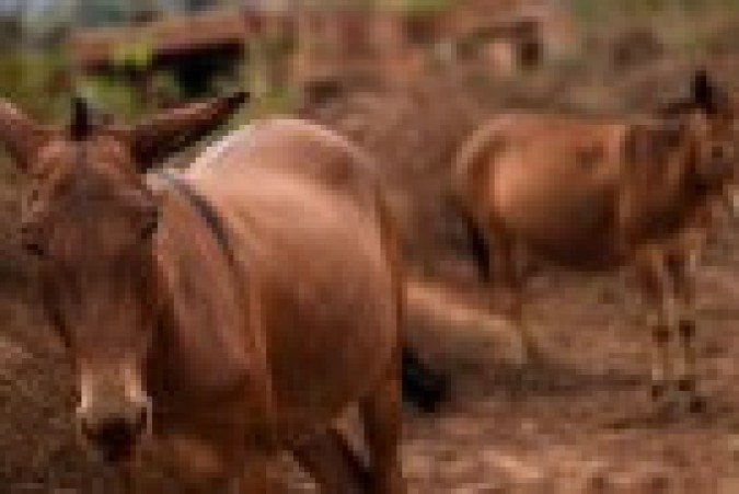 O Frinordeste, em Amargosa (BA), é o frigorífico que mais abate jumentos no país - (crédito: Felix Lima/BBC) O Frinordeste, em Amargosa (BA), é o frigorífico que mais abate jumentos no país - (crédito: Felix Lima/BBC)