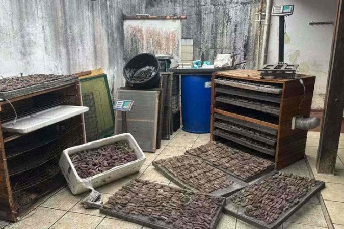 Homem é preso no litoral norte de SP com 59 kg de pepinos-do-mar