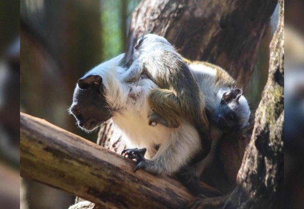 Bethânia Cristina/Zoológico de Brasília