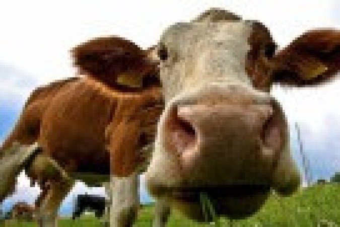O preço da carne de vaca nos Estados Unidos aumentou em 12% no último ano - (crédito: Getty Images) O preço da carne de vaca nos Estados Unidos aumentou em 12% no último ano - (crédito: Getty Images)
