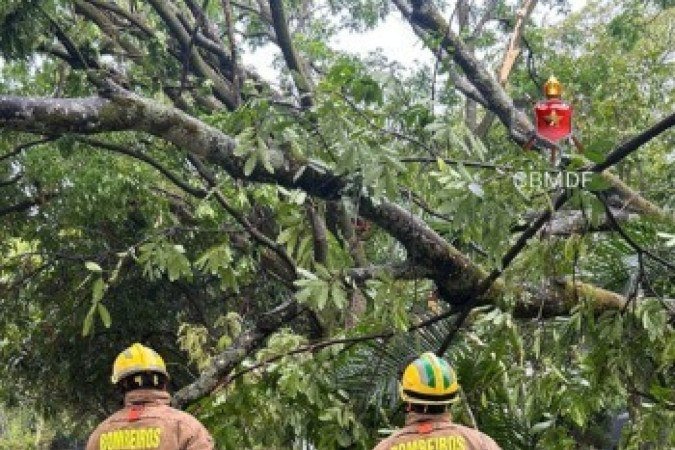 Com ventania, árvore caiu sobre a calçada na SQS 112 Sul -  (crédito: Divulgação/Corpo de Bombeiros/DF)
