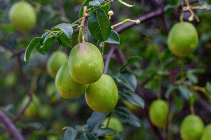 O umbu oferece propriedades nutricionais importantes para o organismo (Imagem: Hyago Xavier Teixeira | Shutterstock) -  (crédito: EdiCase)