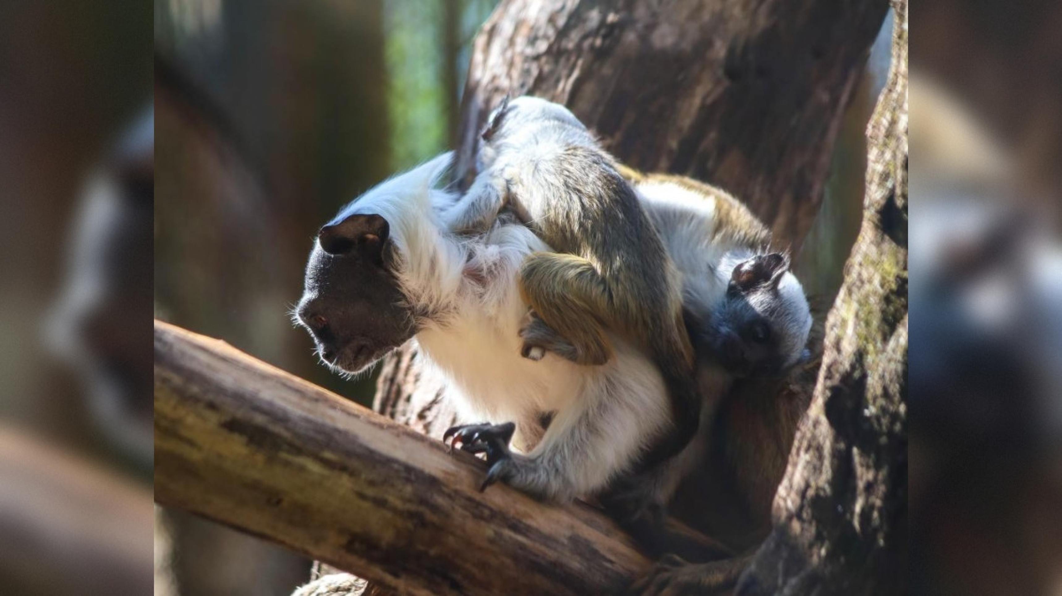 Zoológico celebra nascimento de filhotes de sauim-de-coleira