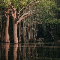 Floresta amazônica: um dos mais ricos ecossistemas do mundo sofre com a expansão da agropecuária e a falta de investimentos -  (crédito: Jean GC/Pexels/Divulgação )