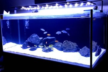 Para Humberto, observar os peixes é um momento de relaxamento