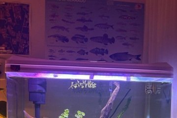 Para Ana, o aquário é um espaço de contemplação.