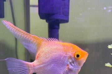 A paixão pelos peixes também conquistou Ana Carolina Daldegan