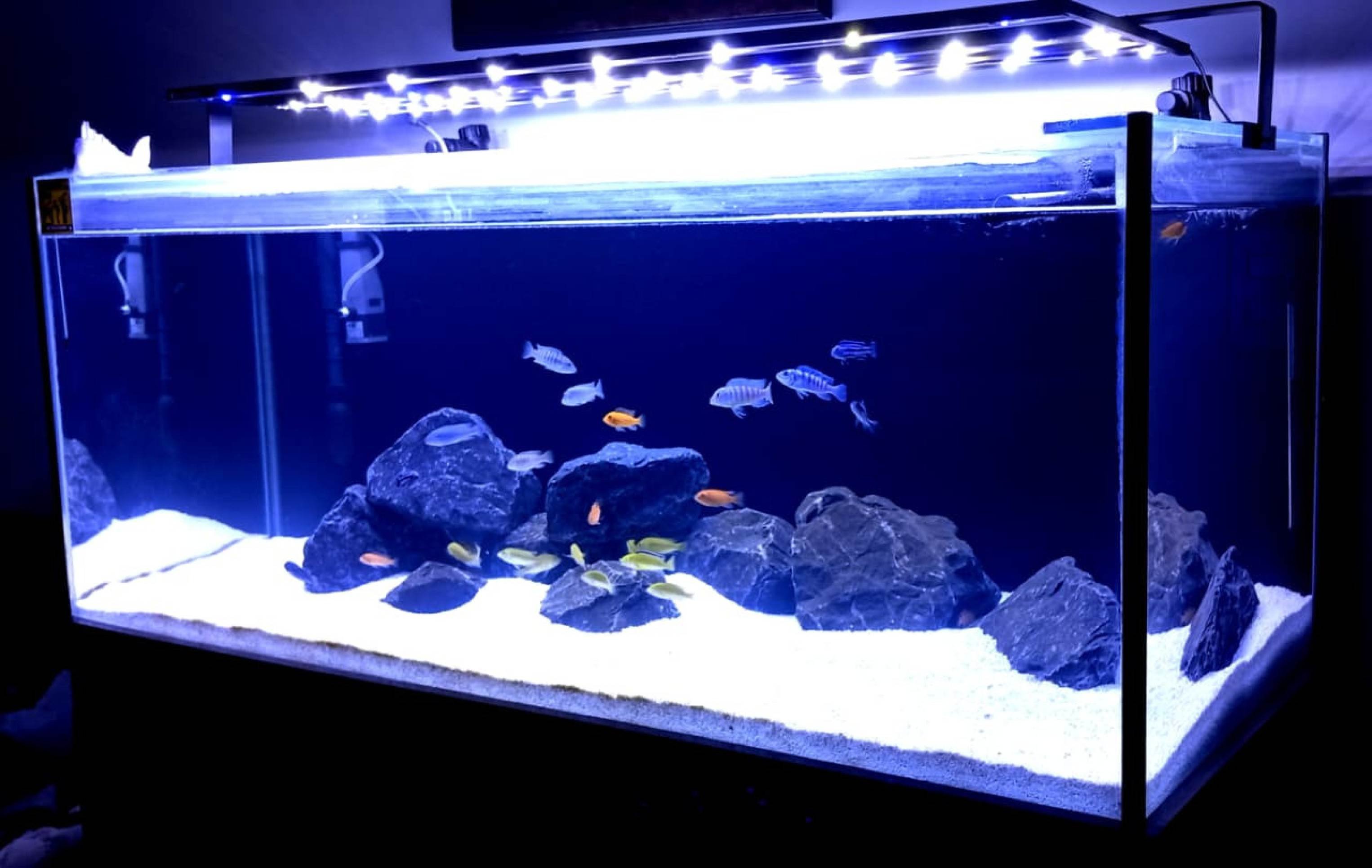 Para Humberto, observar os peixes &eacute; um momento de relaxamento