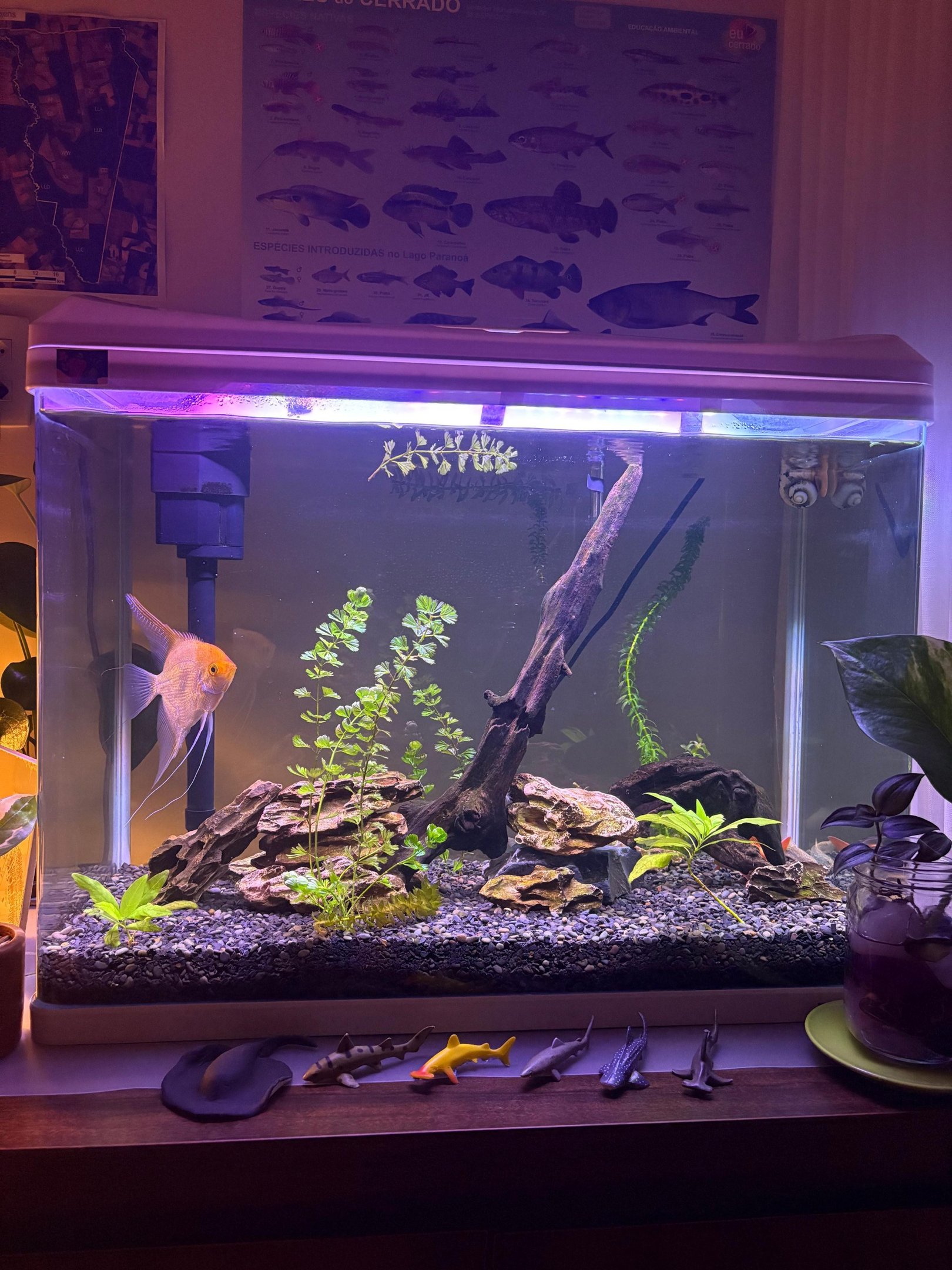 Para Ana, o aqu&aacute;rio &eacute; um espa&ccedil;o de contempla&ccedil;&atilde;o.