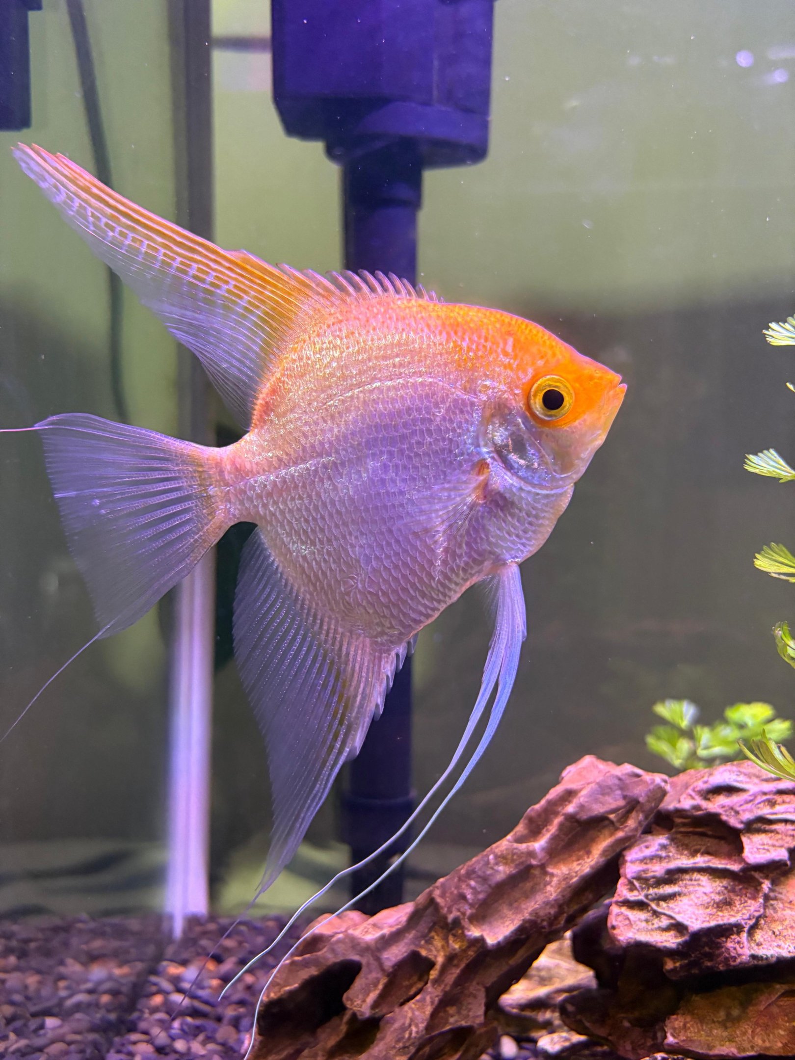 A paix&atilde;o pelos peixes tamb&eacute;m conquistou Ana Carolina Daldegan