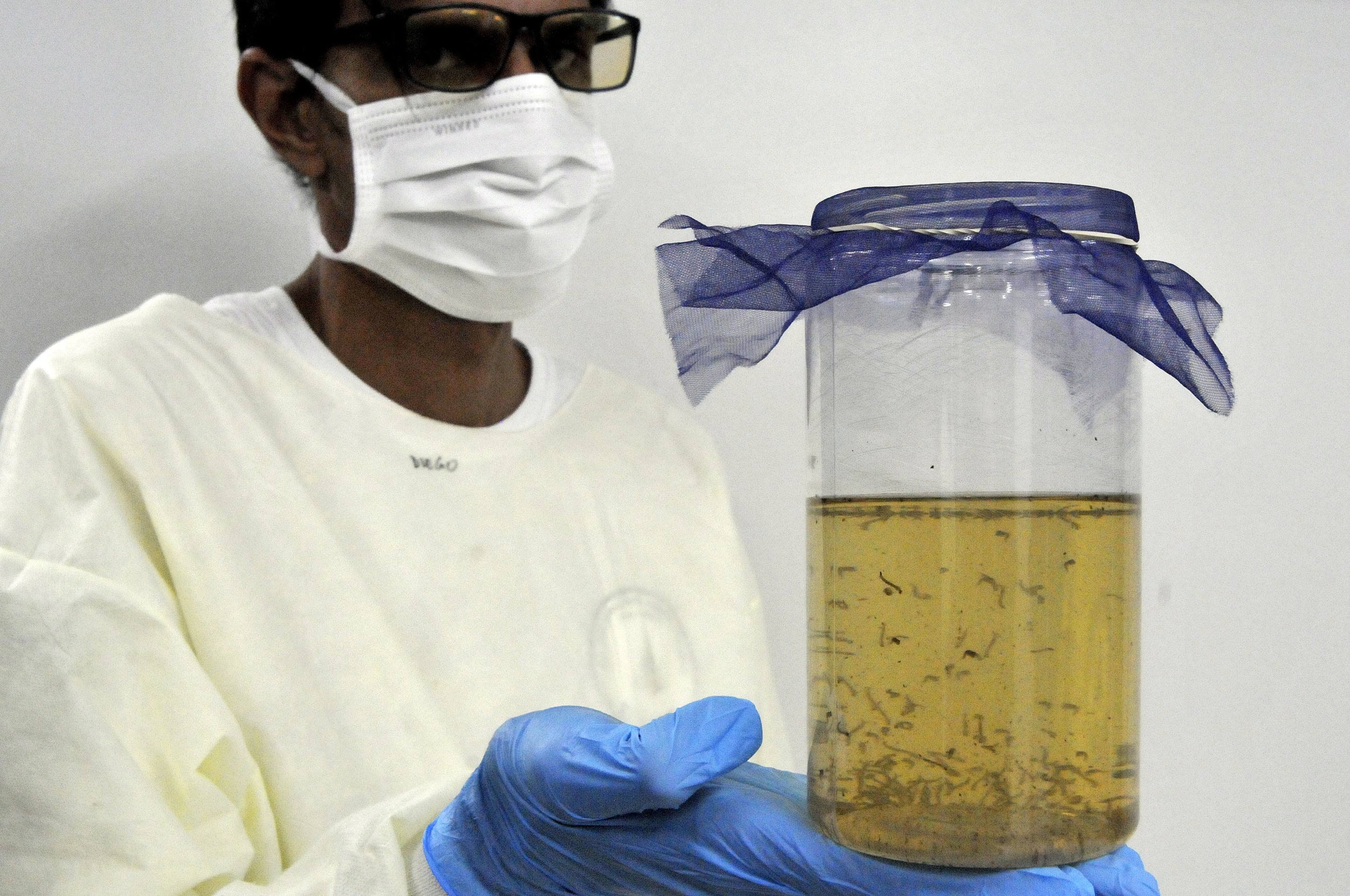  22/10/2025 Cr&eacute;dito: Marcelo Ferreira/CB/D.A Press. Brasil. Bras&iacute;lia - DF - N&uacute;cleo de controle qu&iacute;mico e biol&oacute;gico. Mat&eacute;ria de como se faz Wolbachia, o mosquito que ajuda a acabar com a dengue.