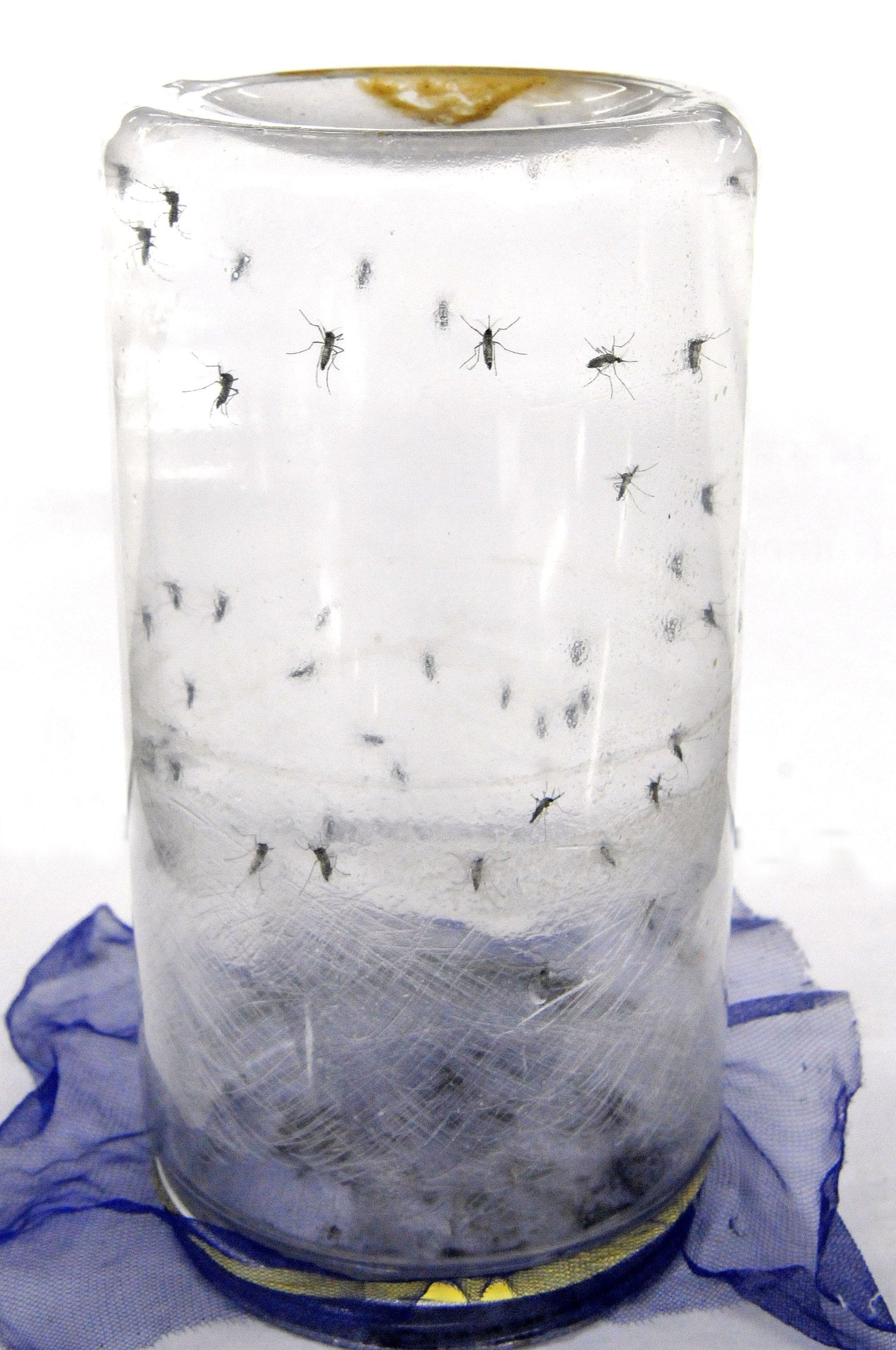  22/10/2025 Cr&eacute;dito: Marcelo Ferreira/CB/D.A Press. Brasil. Bras&iacute;lia - DF - N&uacute;cleo de controle qu&iacute;mico e biol&oacute;gico. Mat&eacute;ria de como se faz Wolbachia, o mosquito que ajuda a acabar com a dengue.