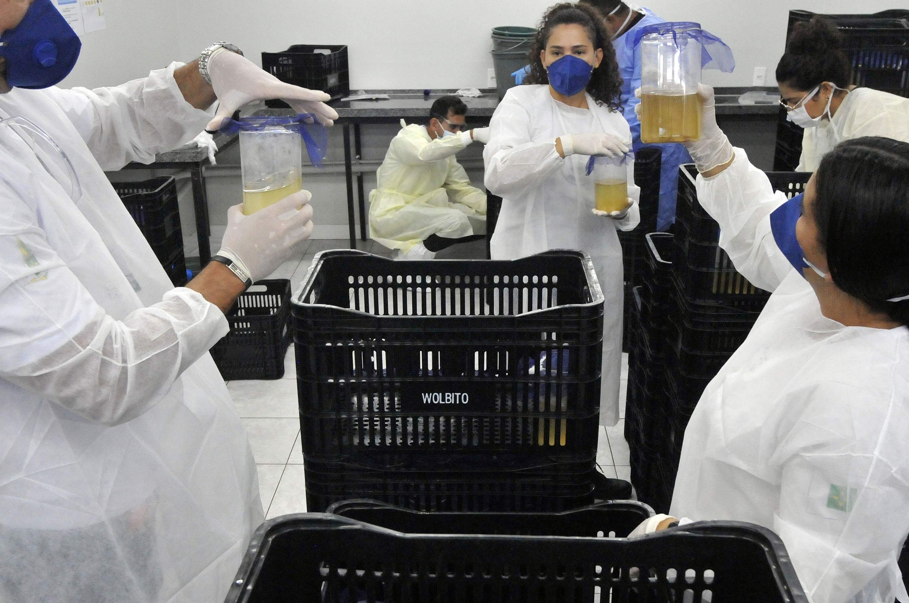 O mosquito do bem que carrega bactéria capaz de bloquear o vírus da dengue