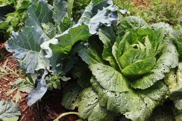 Mais do que uma política de financiamento, o Pronaf reconhece a agricultura familiar como vetor estratégico do desenvolvimento social e sustentável, da segurança alimentar e da fixação das famílias no campo -  (crédito:  Bruna Gaston CB/DA Press)