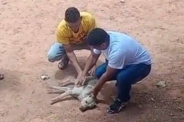 Nas imagens, é possível ver o cão caído ao chão, se debatendo antes de receber ajuda do policial -  (crédito: Reprodução/Redes Sociais )