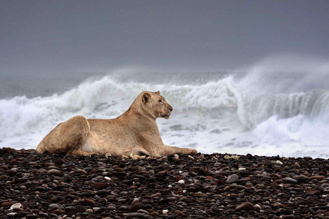 Diversos leões se mudaram do deserto para a Costa dos Esqueletos, na Namíbia - (crédito: Griet Van Malderen) Diversos leões se mudaram do deserto para a Costa dos Esqueletos, na Namíbia - (crédito: Griet Van Malderen)