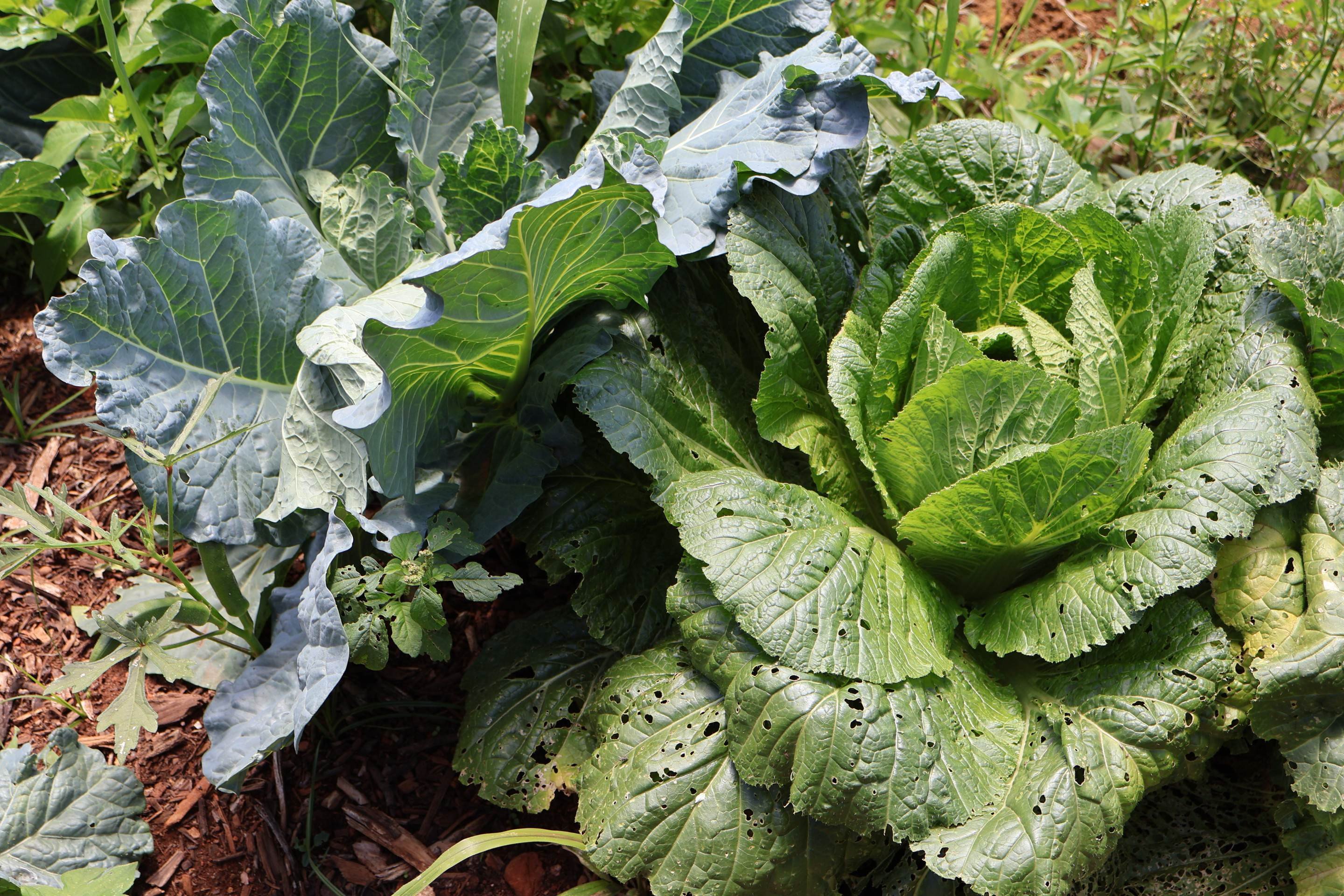 Racismo ambiental: compromisso com a bioeconomia é urgente e transformador