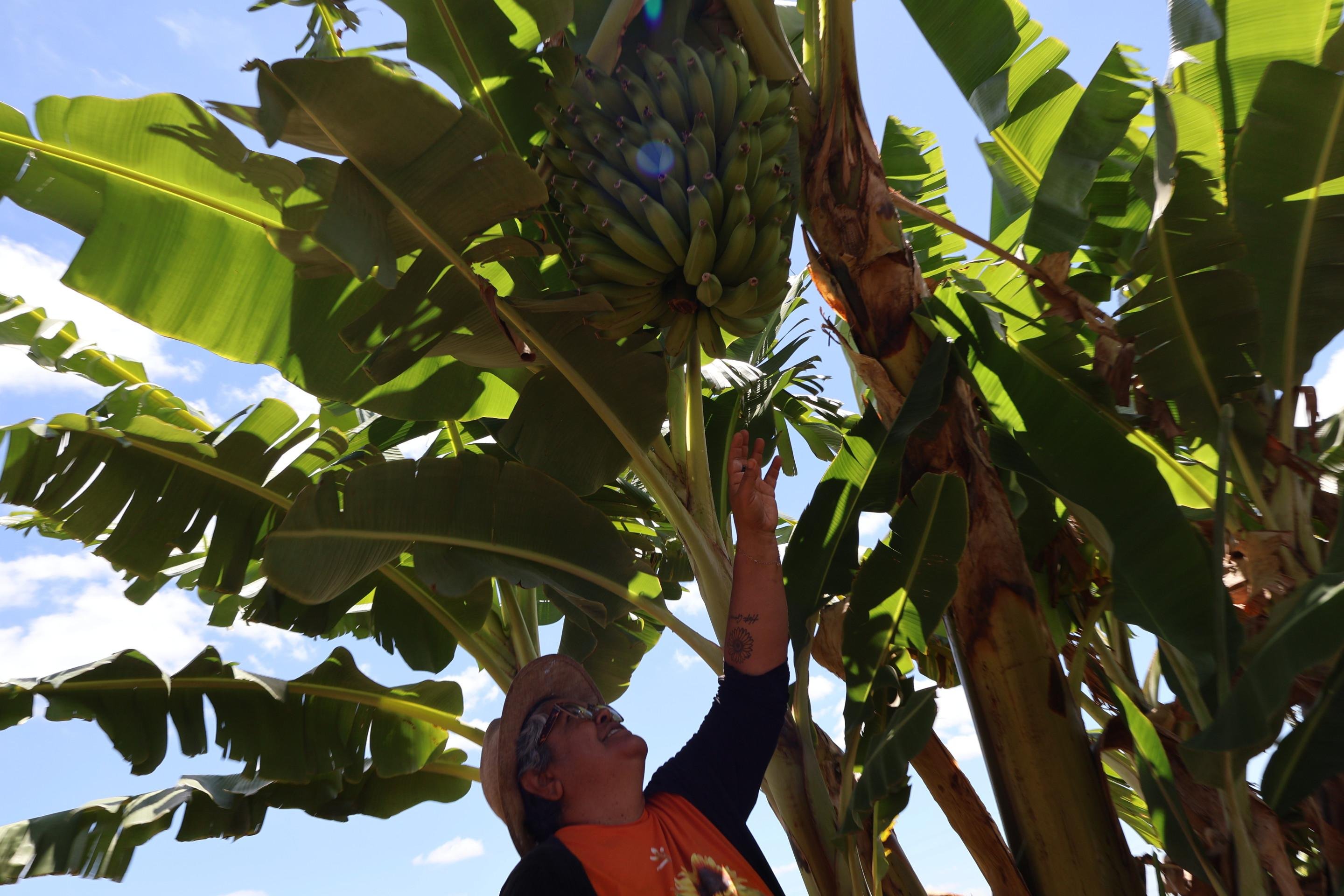 Hosana vê a horta doGirassol como um apoioà alimentação saudável eeducação ambiental