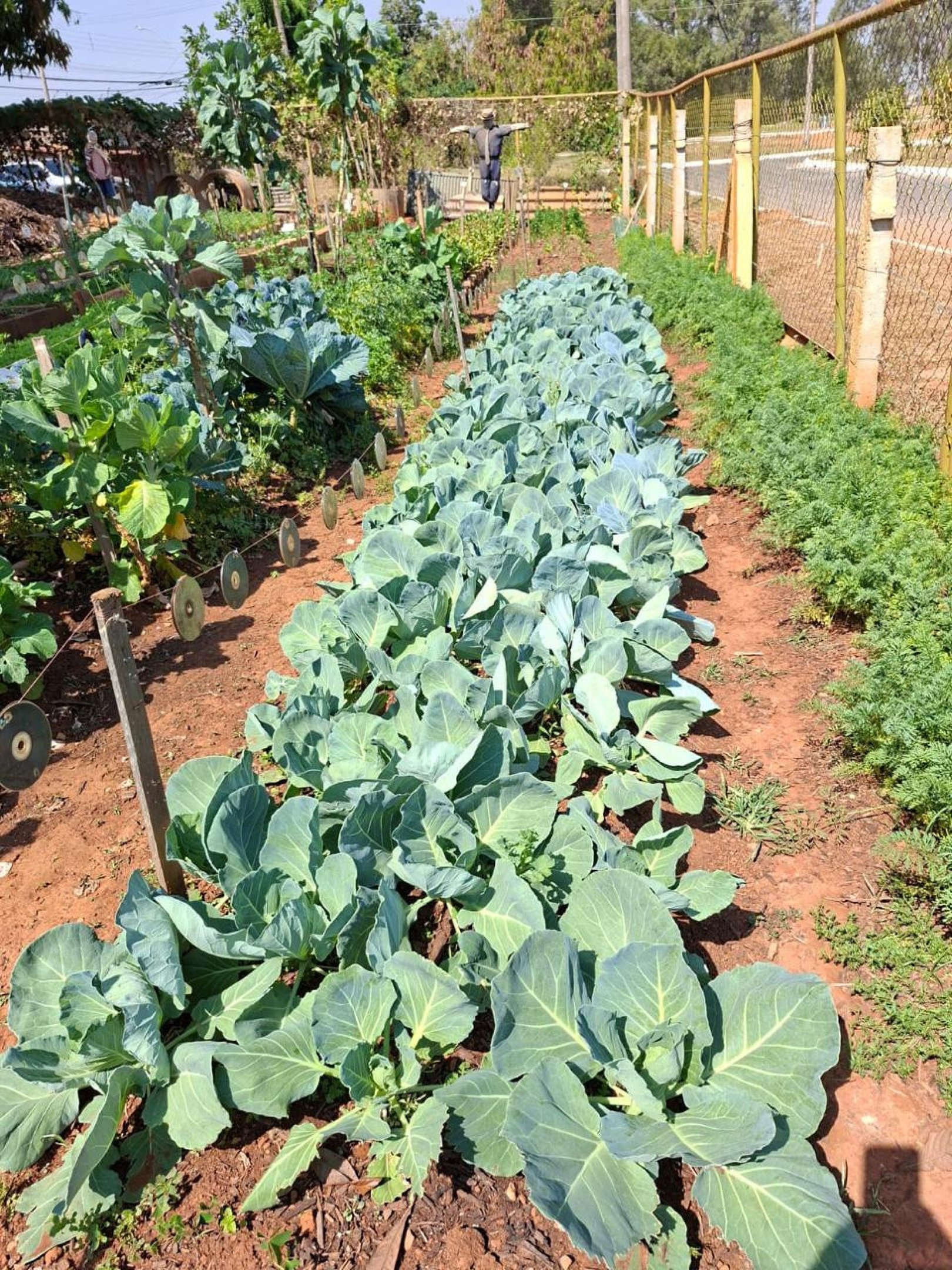 Horta do Guará produz alimentos frescos efortalece o senso de comunidade