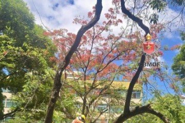 Queda de árvore mobiliza viatura do Corpo de Bombeiros