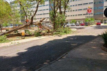 Queda de árvore mobiliza viatura do Corpo de Bombeiros