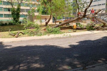 Queda de árvore na SQS 306 Sul, na Asa Sul -  (crédito: Divulgação: CBMDF)