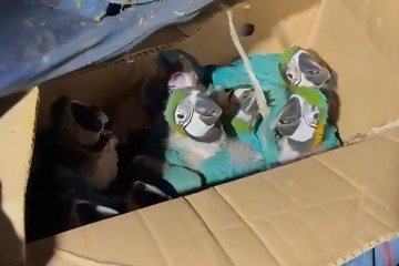 Cerca de 130 canários-da-terra, além de uma mala no porta-malas com 11 filhotes de arara-canindé foram apreendidas - (crédito: PMDF/Divulgação) Cerca de 130 canários-da-terra, além de uma mala no porta-malas com 11 filhotes de arara-canindé foram apreendidas - (crédito: PMDF/Divulgação)