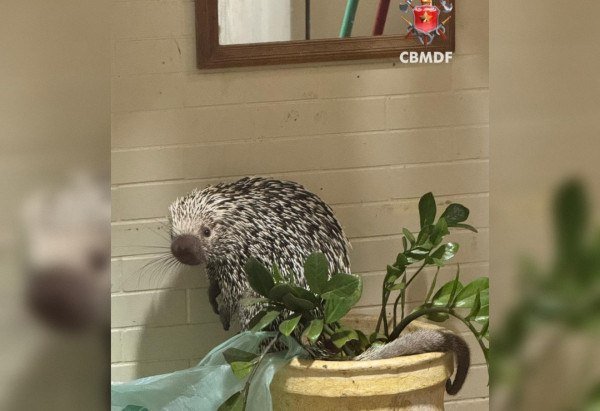 Foto: Reprodução/CBMDF