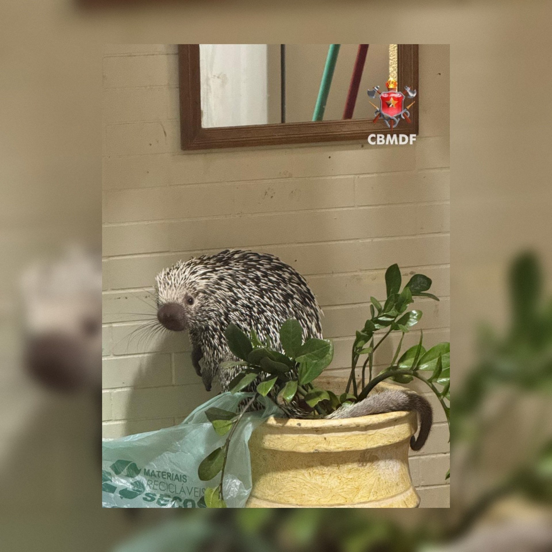 Porco espinho é resgatado no centro de Brasília